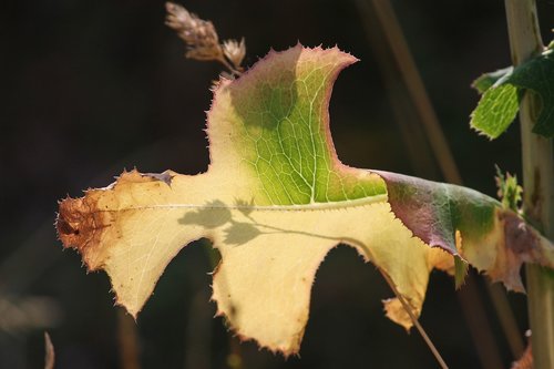 leaf  drought  structure