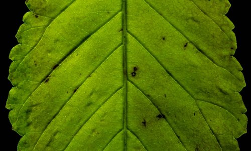 leaf  green  macro