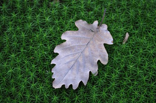 leaf  autumn  nature