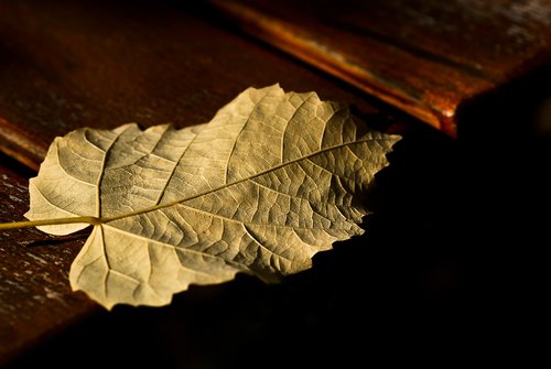 leaf  gold  autumn