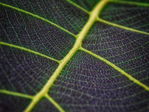 leaf  green  macro