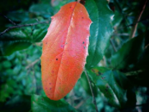 leaf red leaf color