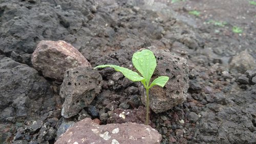 leaf  alone  stone