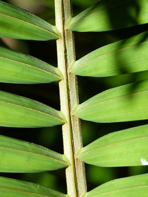 leaf background pattern