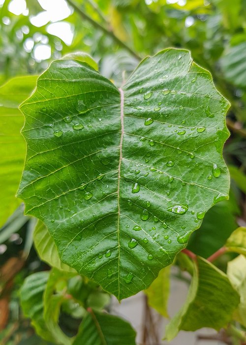 leaf  droplets on leaf  nature