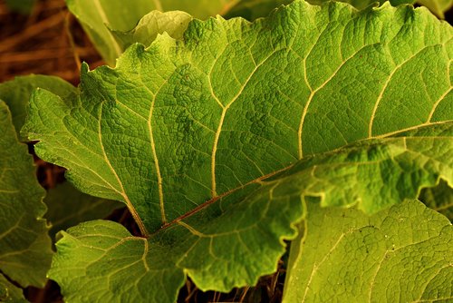 leaf  plant  vein