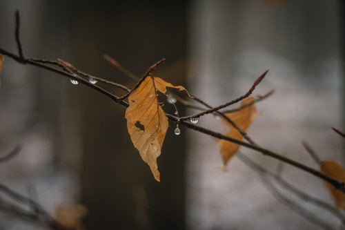 leaf  winter  withered