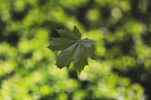 leaf  tree  nature