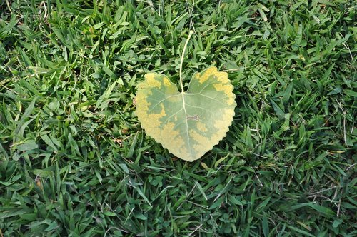 leaf  heart  leaf heart