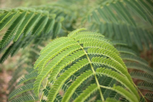 leaf  plants  nature