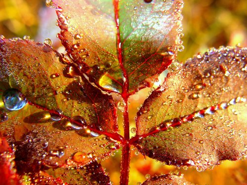 leaf  water  fall