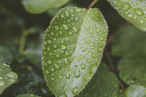 leaf  raindrop  nature