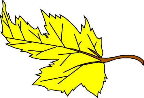 leaf maple yellow