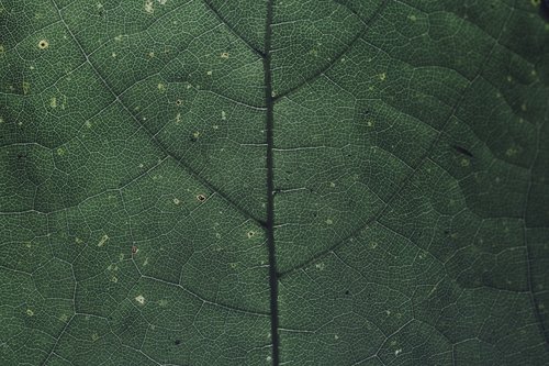 leaf  chlorophyll  green