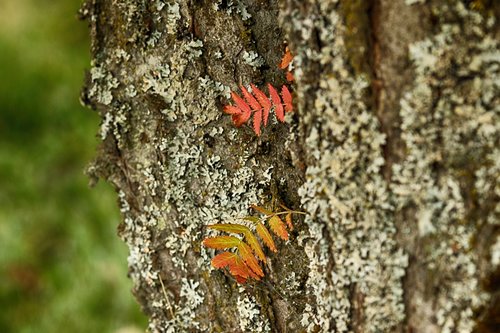 leaf  wood  autumn