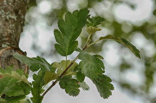 leaf  wood  green