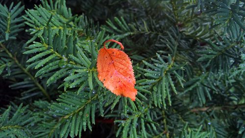 leaf  fall  orange