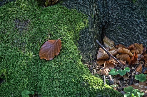 leaf  moss  macro