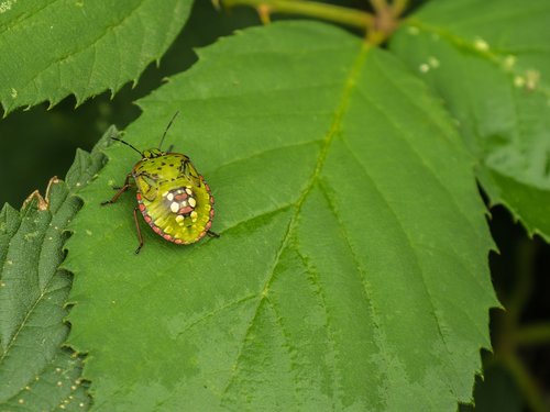 leaf  beetle  green