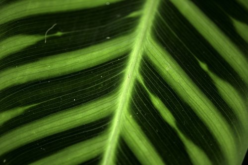 leaf  macro  green