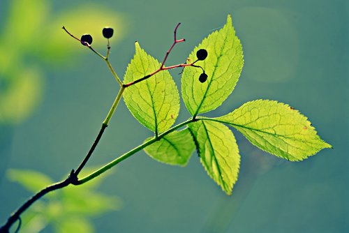 leaf  twig  plant