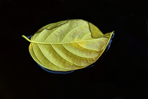leaf  autumn  water
