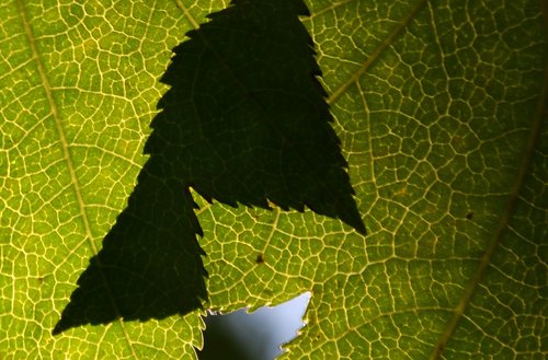 leaf  shadow  green