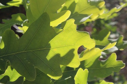 leaf  green  natural