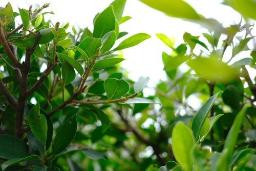 leaf  plant  nature