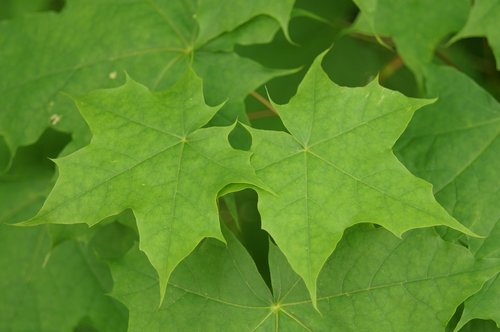 leaf  green  maple