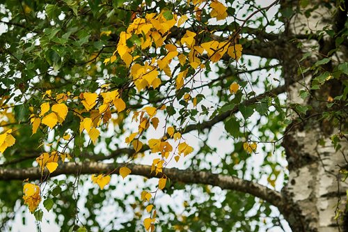 leaf  birch  tree