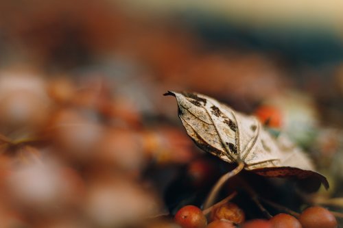 leaf  autumn  fall