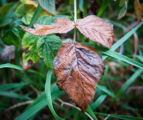 leaf  brown leaf  moist