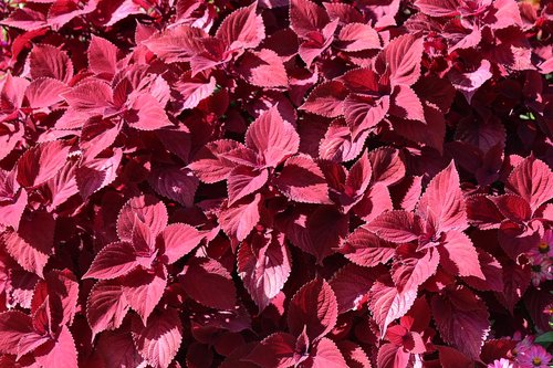 leaf  red  leaves