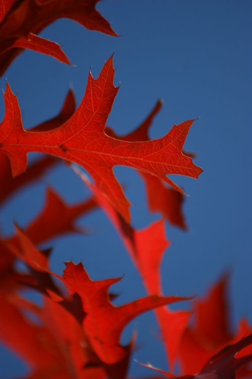 leaf oak red