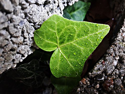 leaf  ivy  green