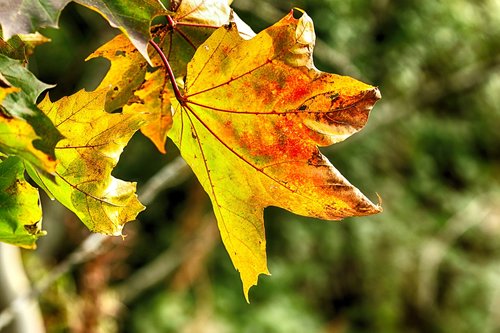 leaf  autumn  fall