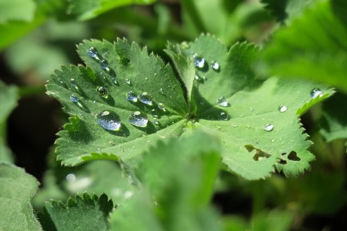 leaf  raindrop  plant