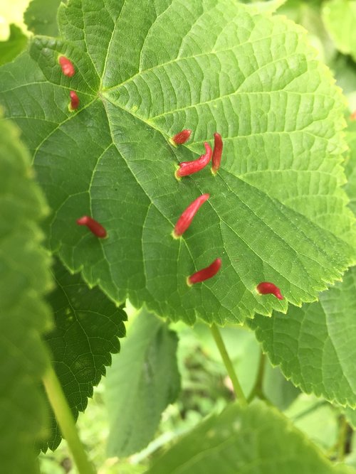 leaf  red  plant