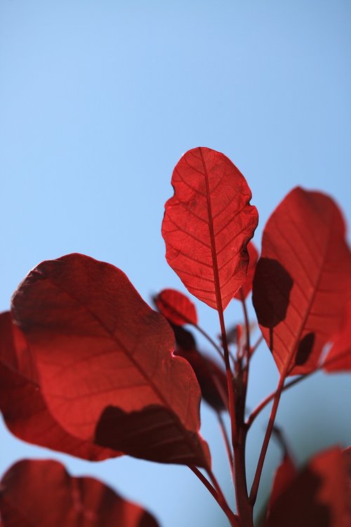 leaf  foliage  red