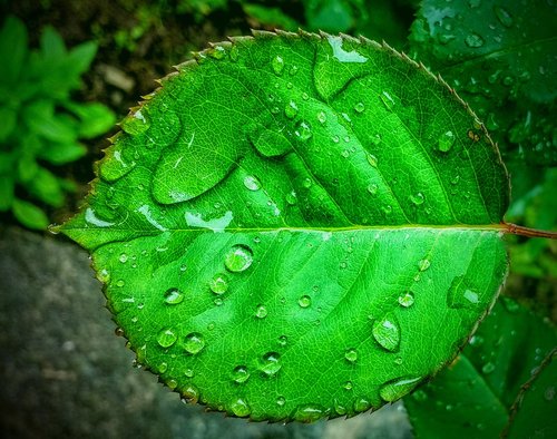 leaf  water drops  nature