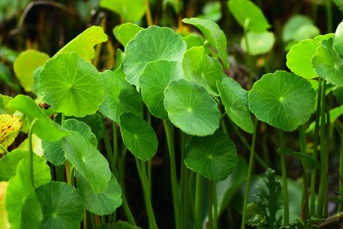 leaf  green leaf  plant