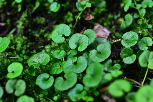 leaf  green leaf  plant