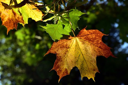 leaf  autumn  color