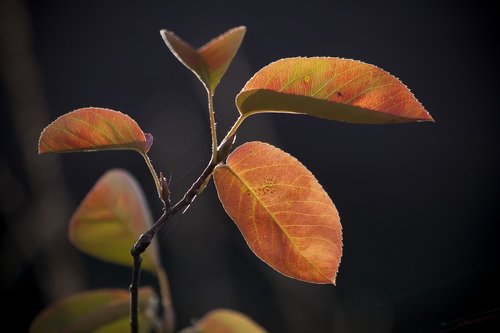 leaf  colored  autumn