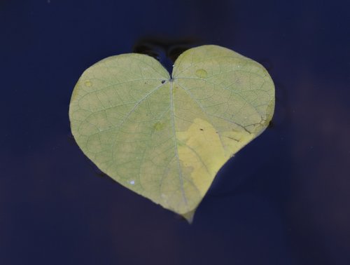 leaf  heart  form