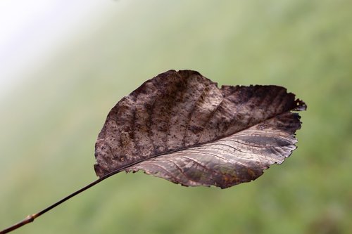 leaf  brown  foggy morning