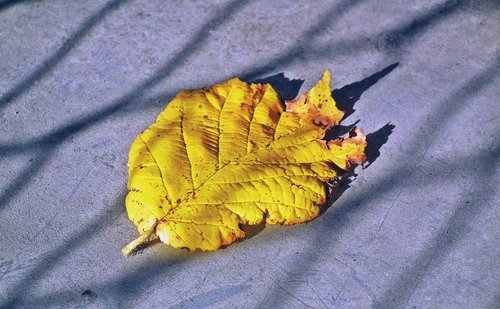 leaf  yellow  autumn