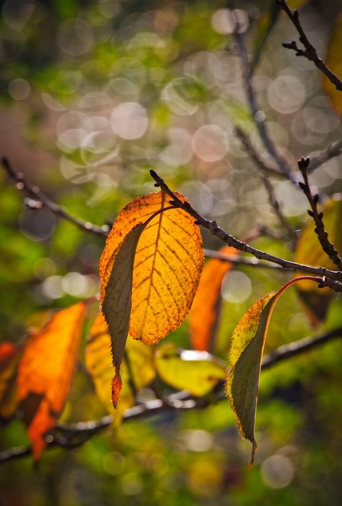 leaf  autumn  branch