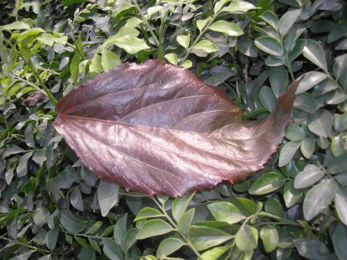 leaf red natural